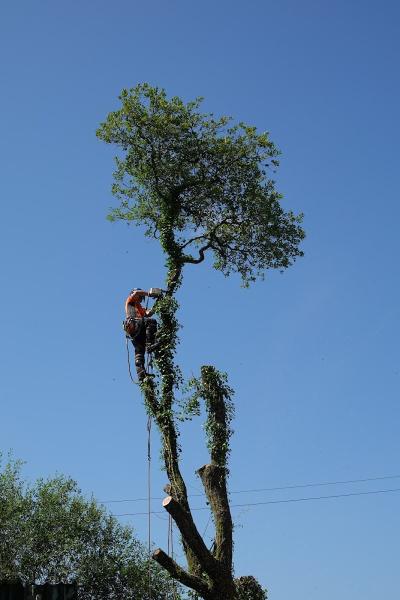 Ash Tree Care