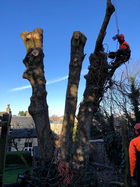 Newlands Tree Surgeons