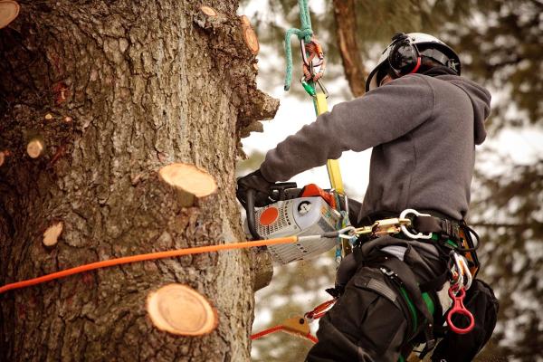 Cotefield Treecare