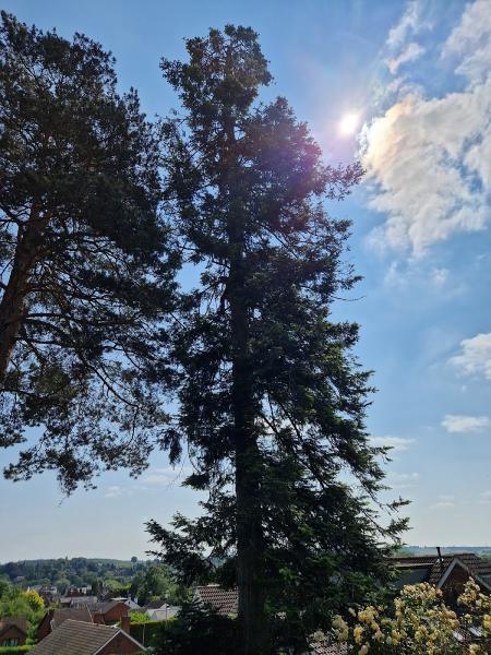 Kingswinford Tree Surgery