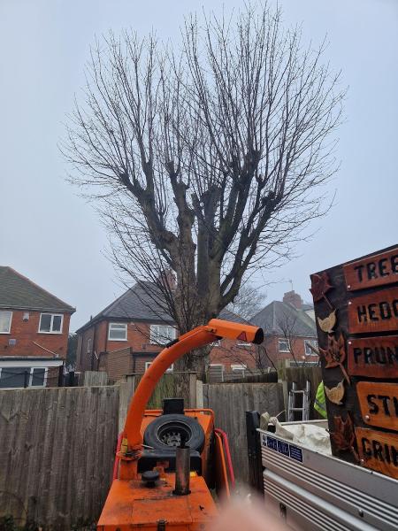 Kingswinford Tree Surgery