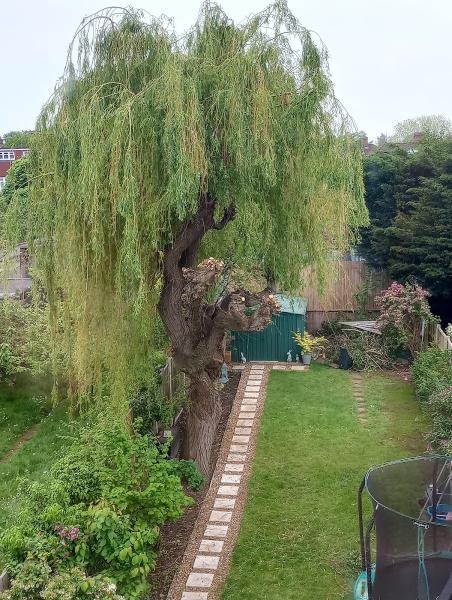 Broccoli Tree Care