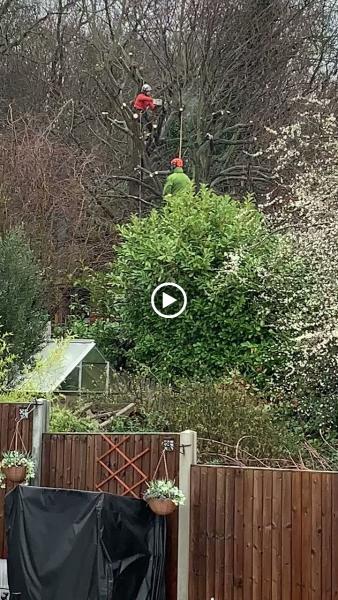 Carringtons Tree Surgery Limited