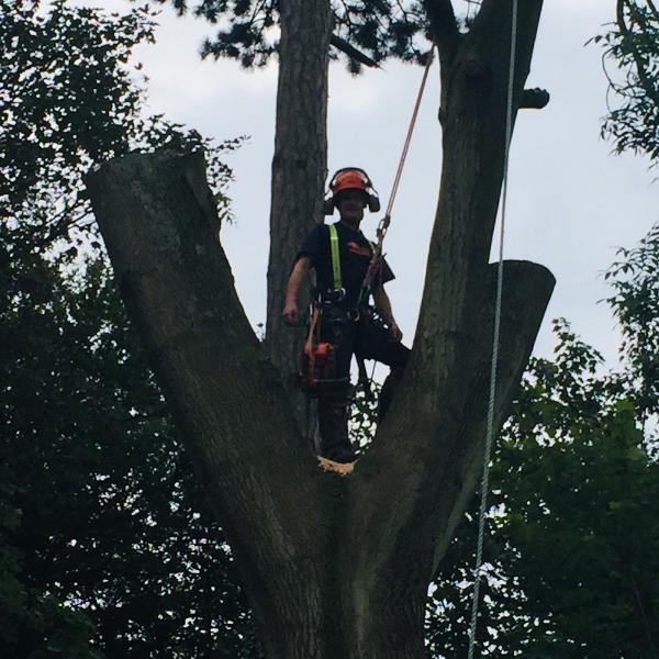 South Wales Tree Services Limited