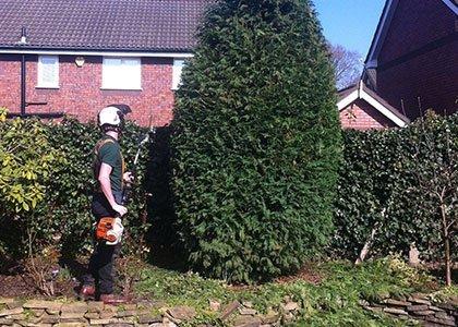 Simply Stumped Tree Services Ltd