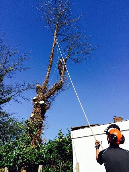 Simply Stumped Tree Services Ltd