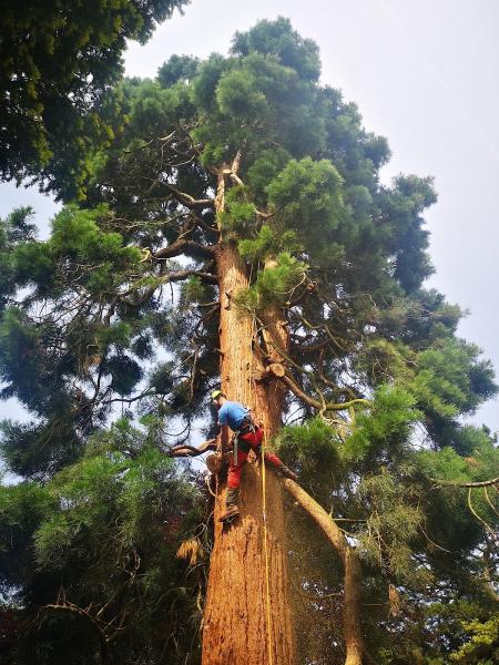 Booker Tree Care