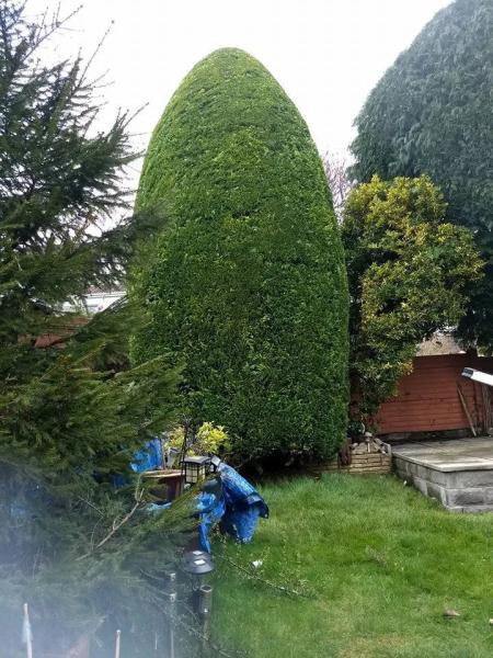 County Tree Services