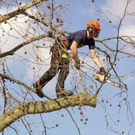 S.B. Tree Services