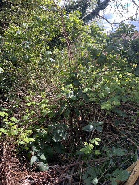 Japanese Knotweed Expert Ltd