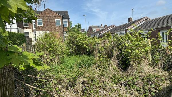 Japanese Knotweed Expert Ltd