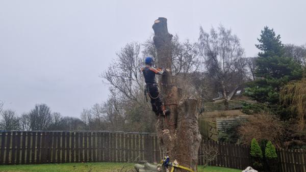 JWT Tree Services Ltd