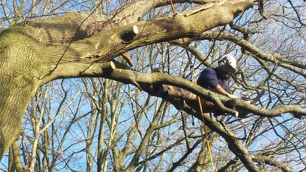 Crown Care Tree Surgeons