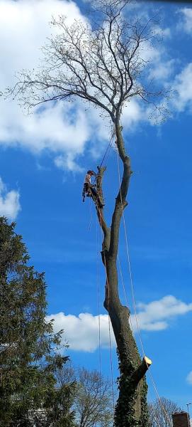 Altitude Tree Services