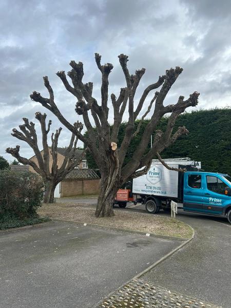 Prime Tree Care Ltd