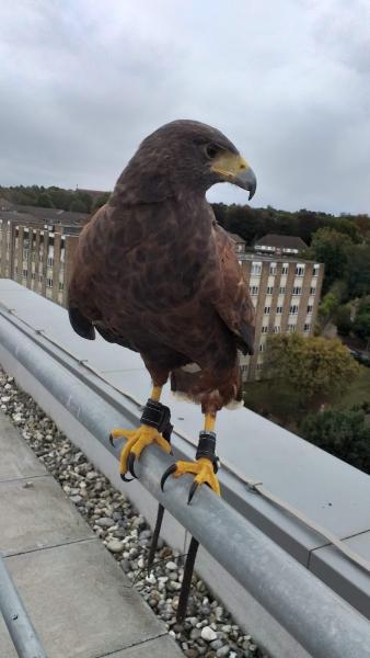 Folkestone Pest Control