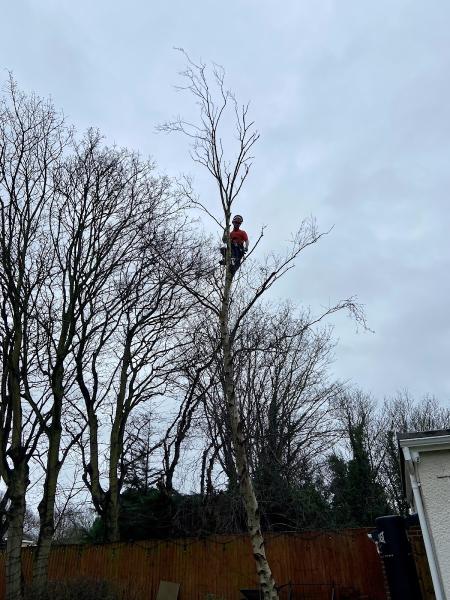 Saxon Tree Specialists Limited