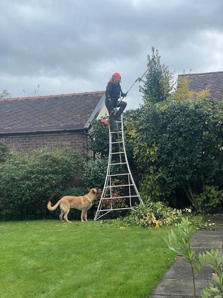 Saxon Tree Specialists