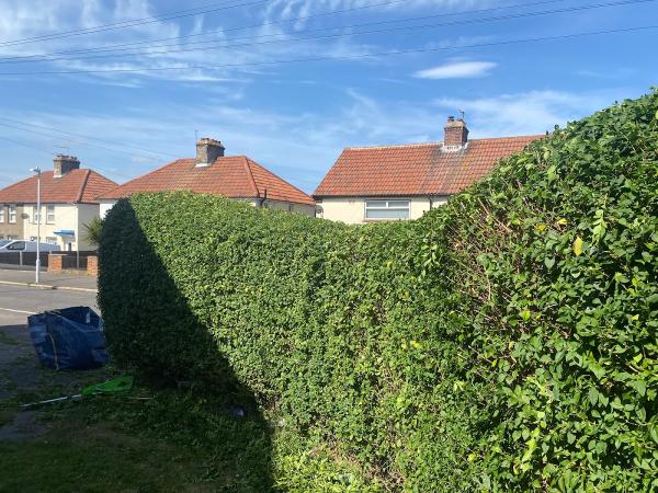 Parsley & Tage Garden Servies