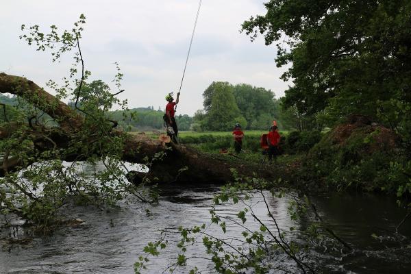 HRG Tree Surgeons