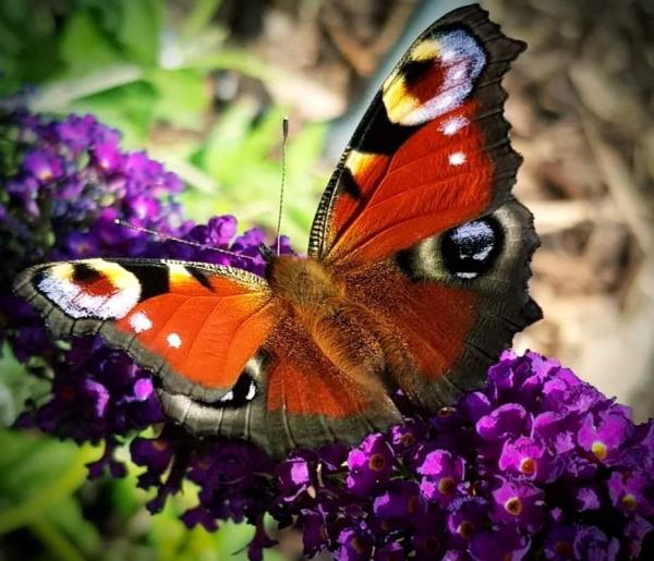 Rowan Garden Services