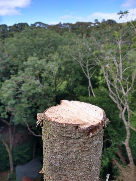 Fleur's Garden and Tree Services