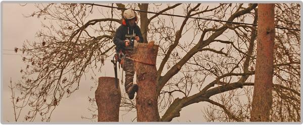 Specialist Forestry Services