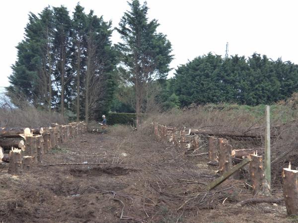 Specialist Forestry Services