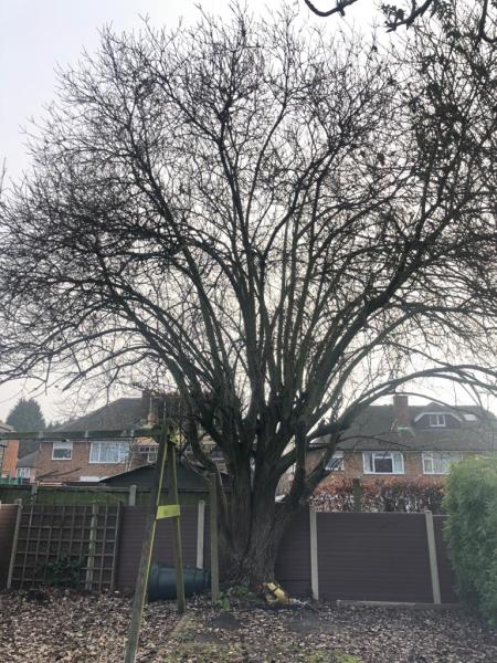 Bramcote Tree Services