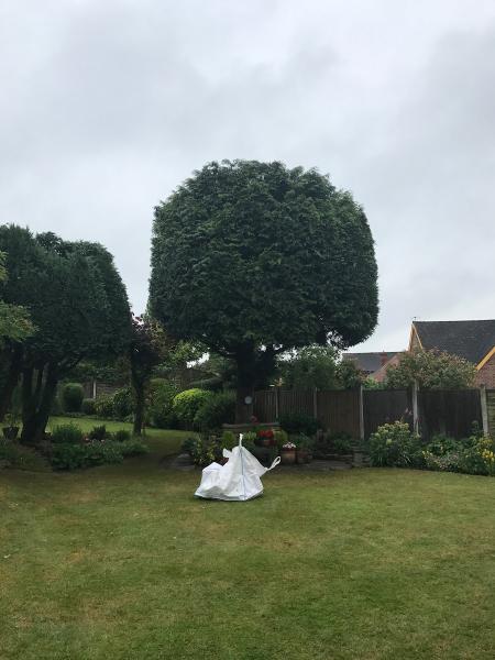 Bramcote Tree Services