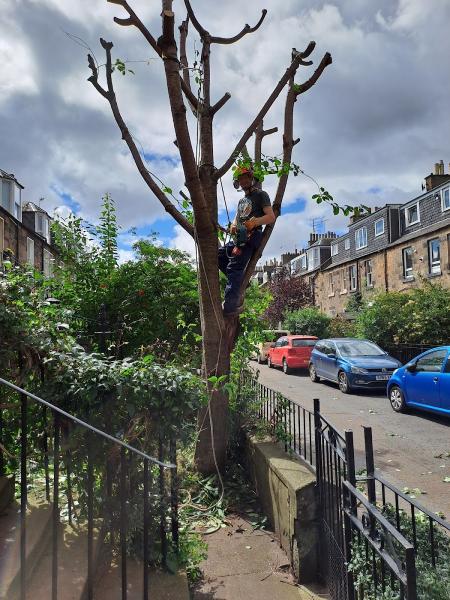 Red Squirrel Tree Care