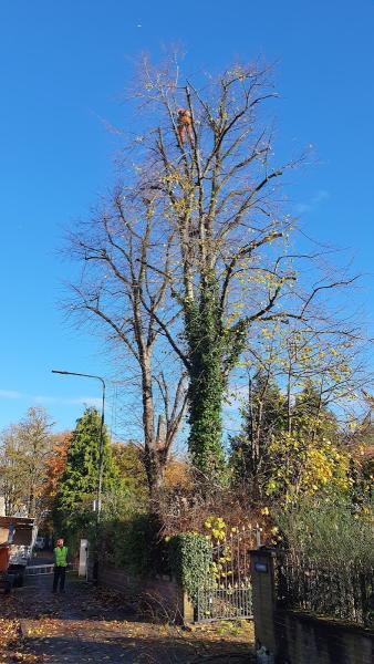 Worsley Tree & Stump Removals/Worsley Tree Surgeon