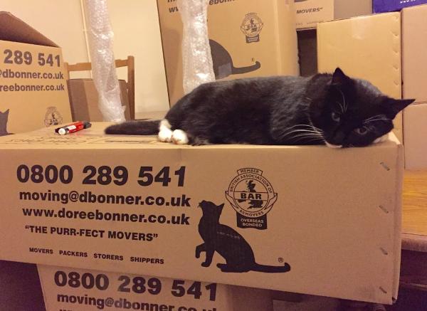 Doree Bonner International