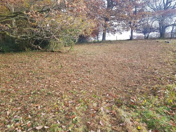 J. L Lawncare & Tree Services