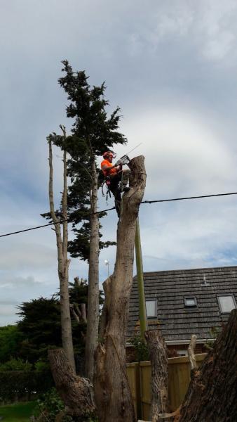 Barlow Tree Surgery