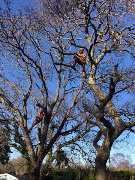 Barlow Tree Surgery