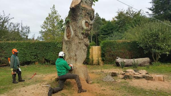 Purbeck Arborists