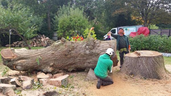 Purbeck Arborists