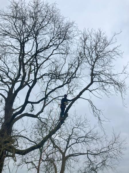 Barker's Tree Surgery Ltd