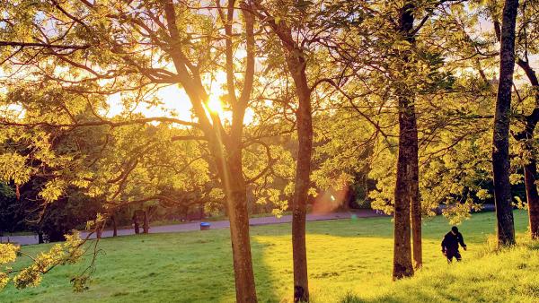 The Glasgow Tree Surgeon