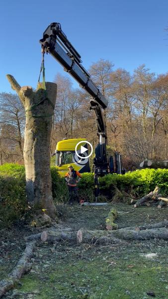 The Glasgow Tree Surgeon