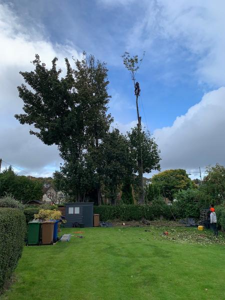 The Glasgow Tree Surgeon