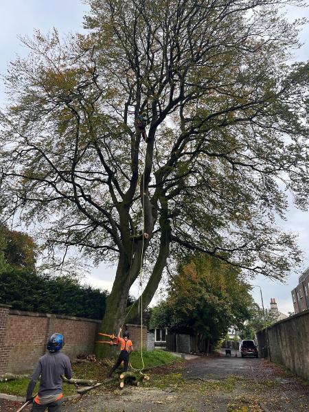 The Glasgow Tree Surgeon