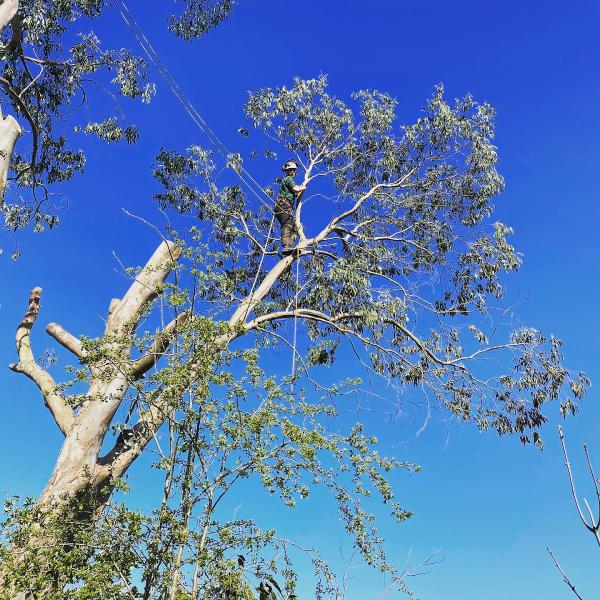 Acorn Tree Specialist Limited