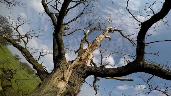 Tonks Brothers Tree Services