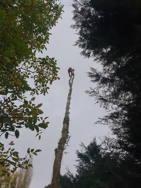 Boningale Tree Services