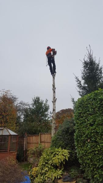 Boningale Tree Services