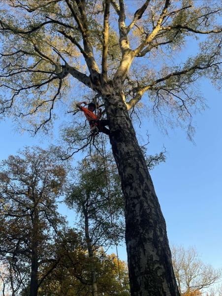 Worcestershire Tree Surgery