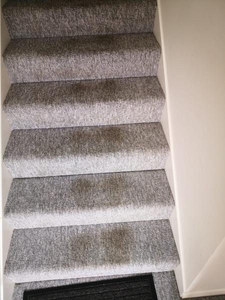 DC Carpet Cleaning Ltd