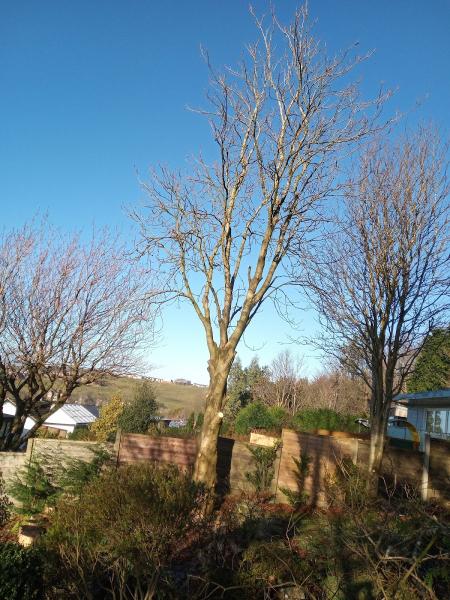 A Poplar Tree Company